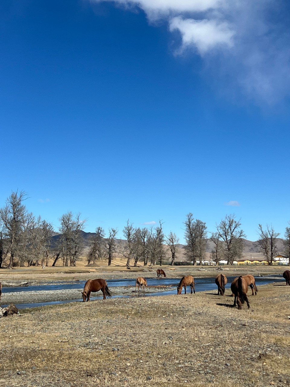 몽골 중부투어 (2025.10.05~)