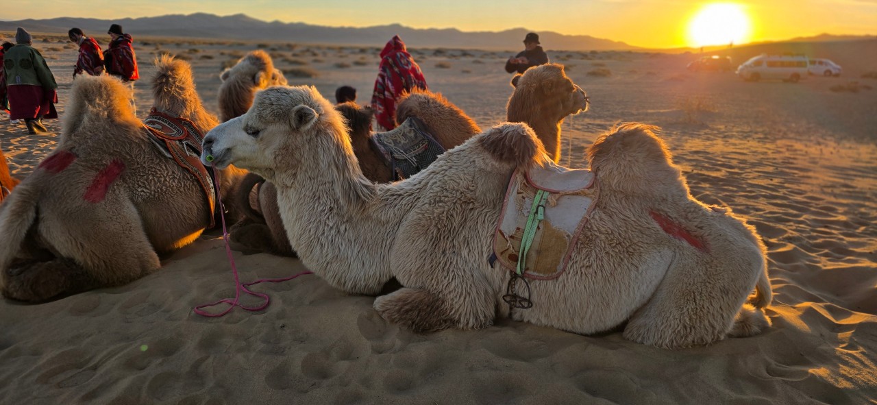 몽골 중부투어 (2025.10.07~)