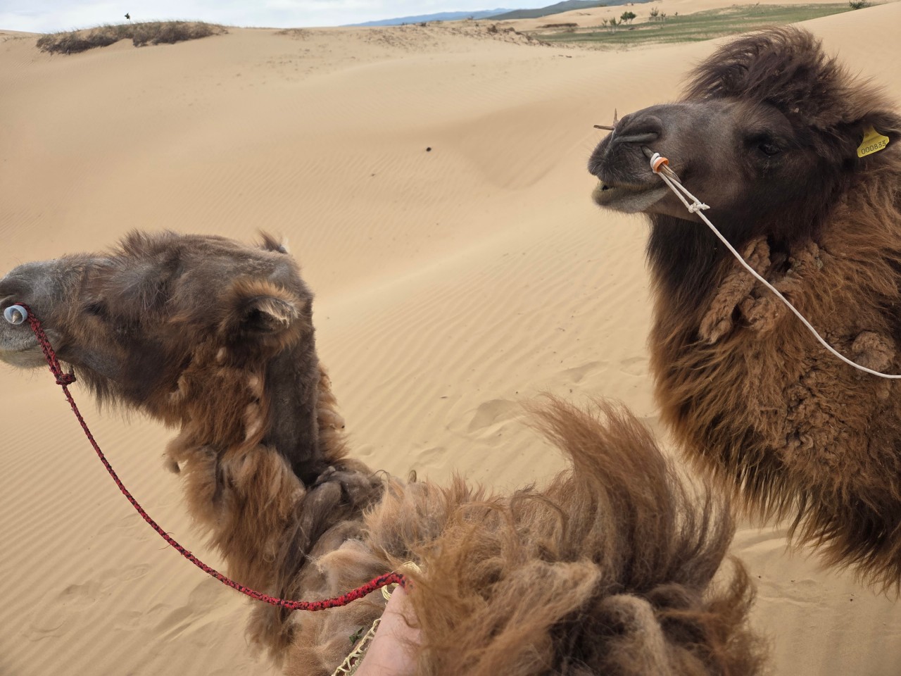 몽골 중부투어 (2025.06.24~)