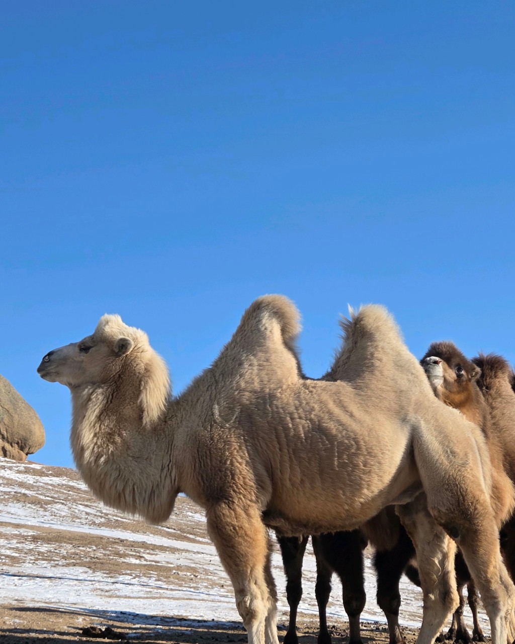 몽골 테를지 투어 (2025.11.19~)