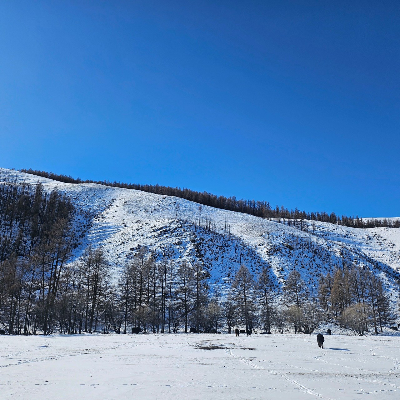 몽골 중부투어 (2026.02.22~)