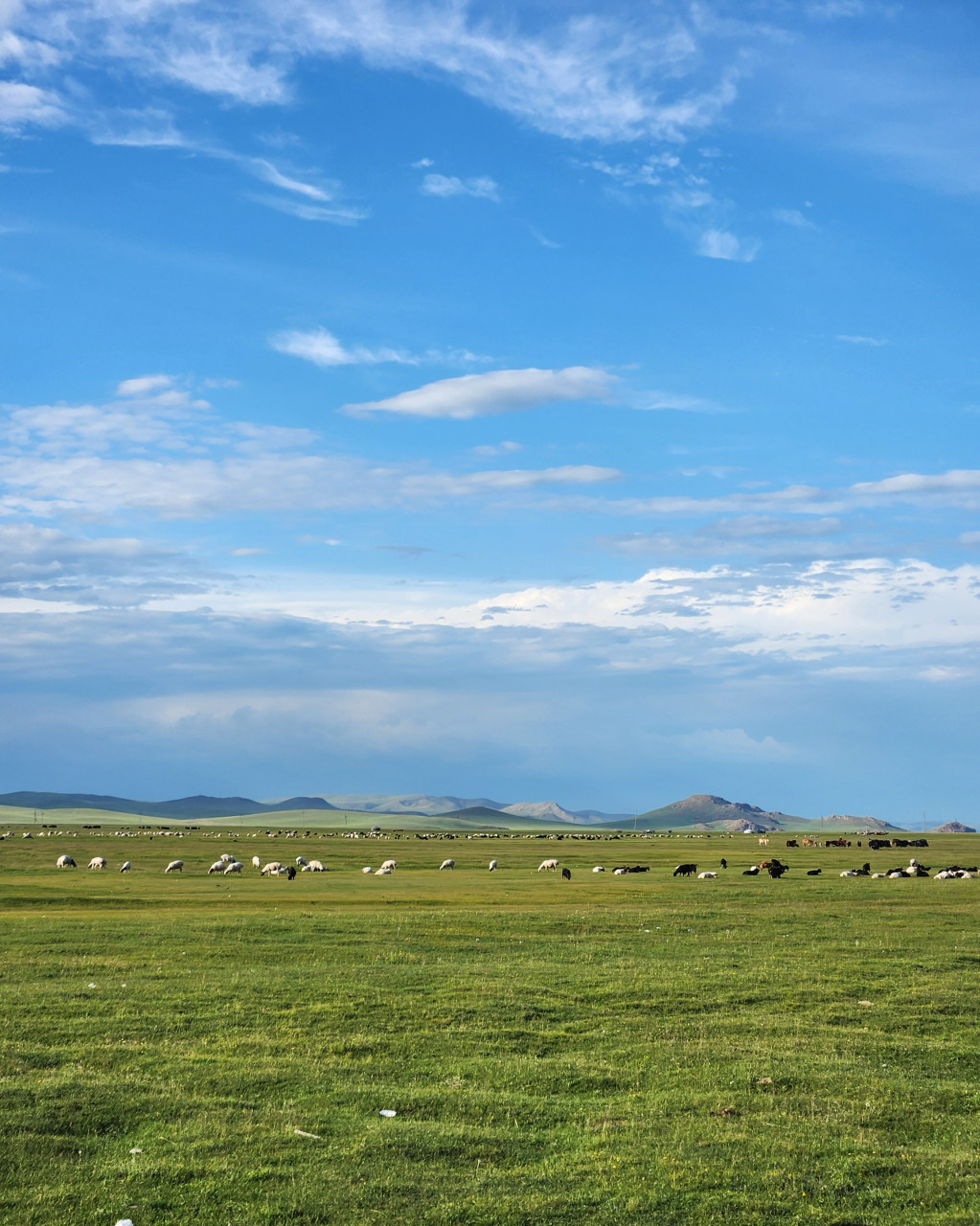 몽골 중부투어 (2025.07.17~)