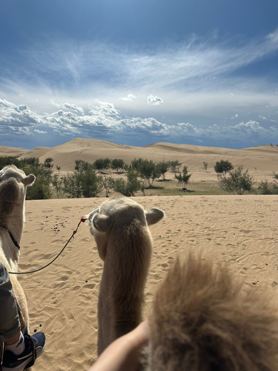 몽골 중부투어 (2025.08.14~)