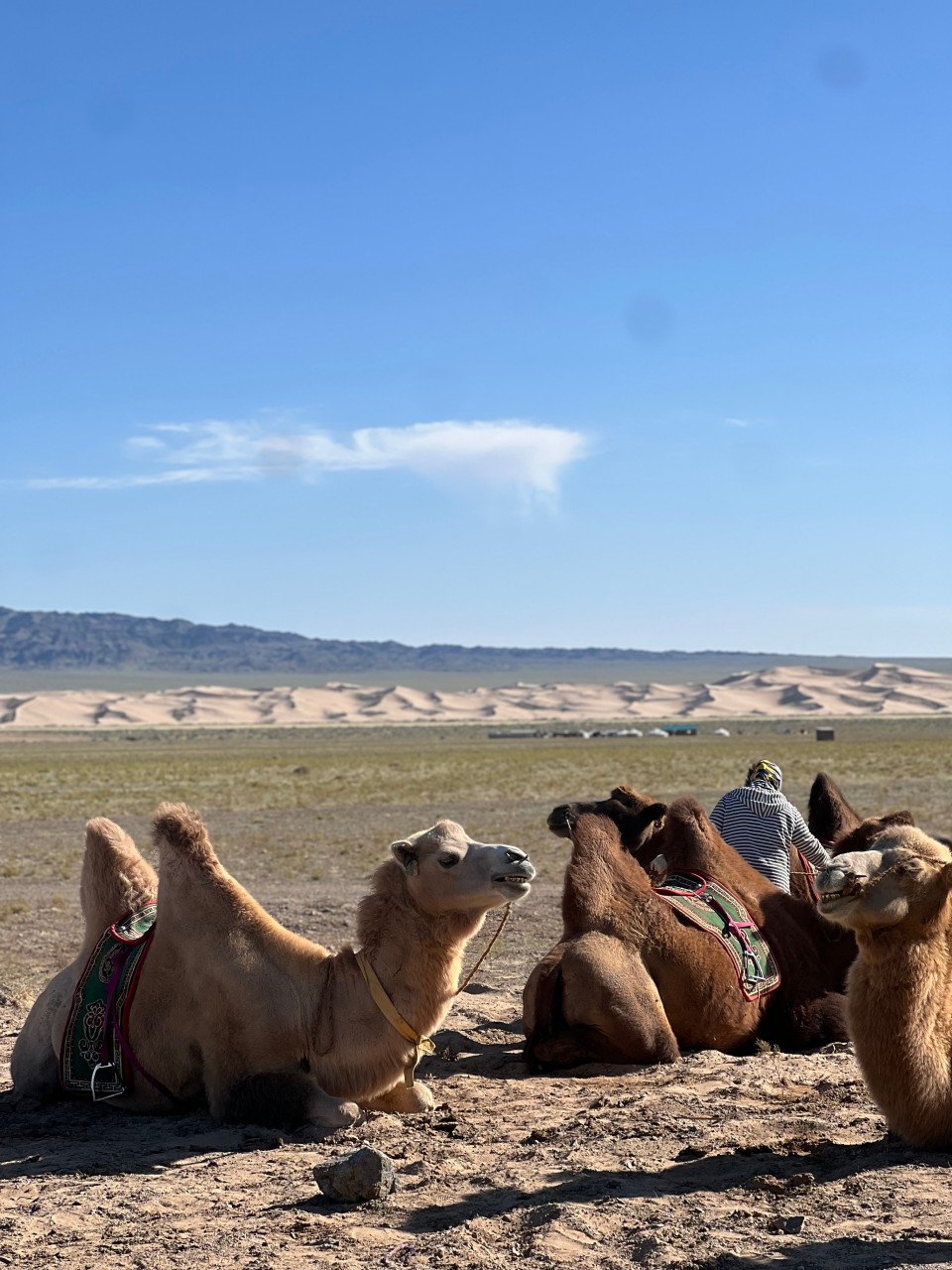 몽골 남고비 투어 (2025.09.01~)