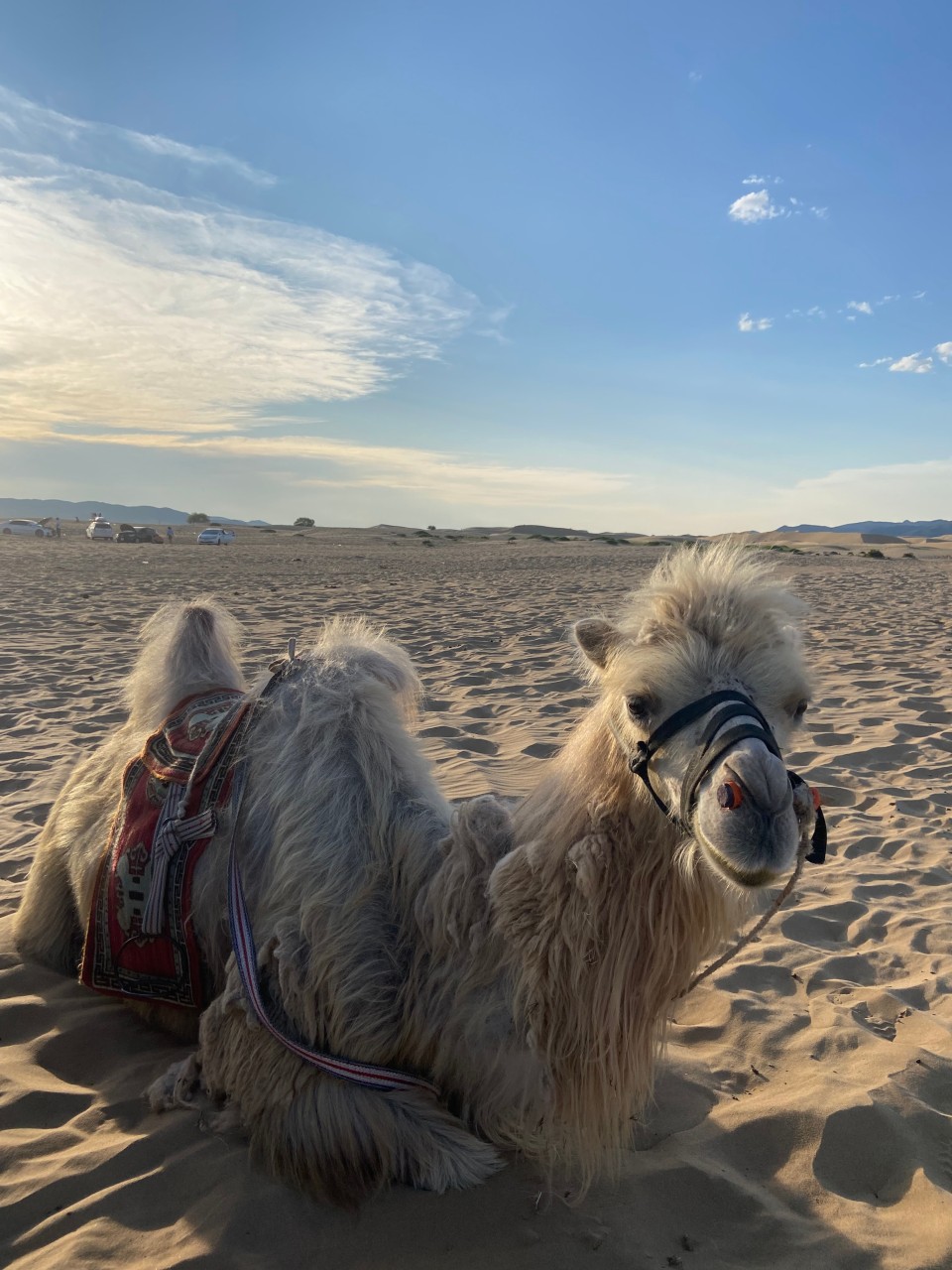 몽골 중부투어 (2025.06.21~)