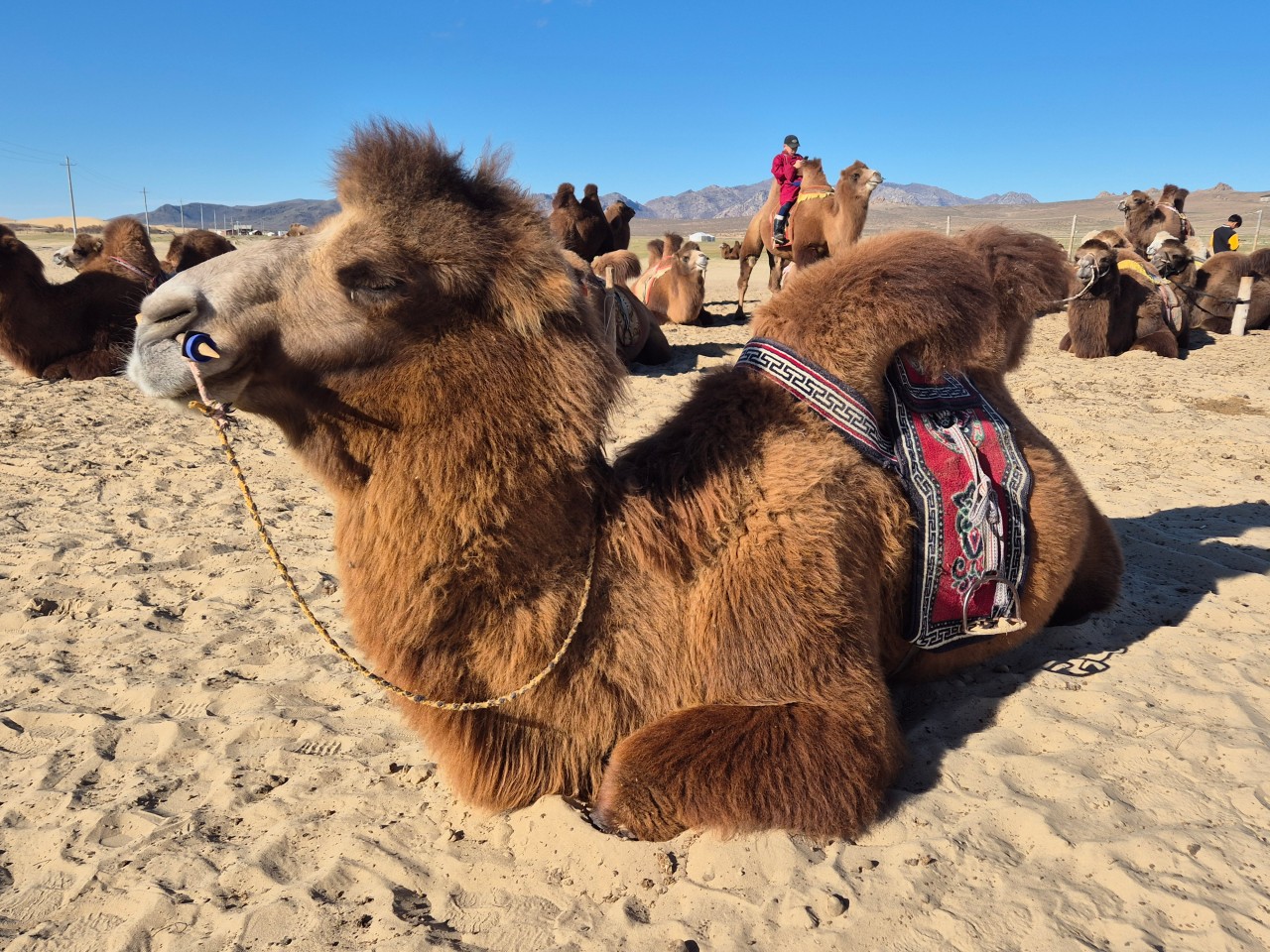 몽골 중부 가족여행 (2025.10.04~)